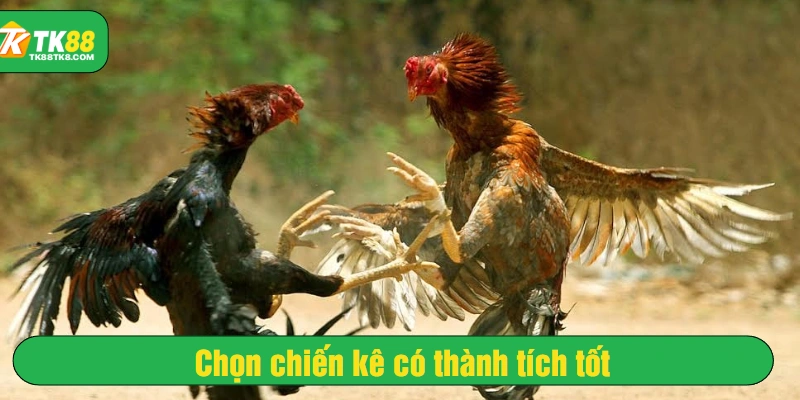 Chọn chiến kê có thành tích tốt