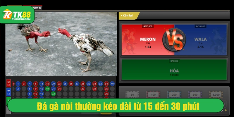Đá gà nòi thường kéo dài từ 15 đến 30 phút
